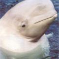 BELUGA